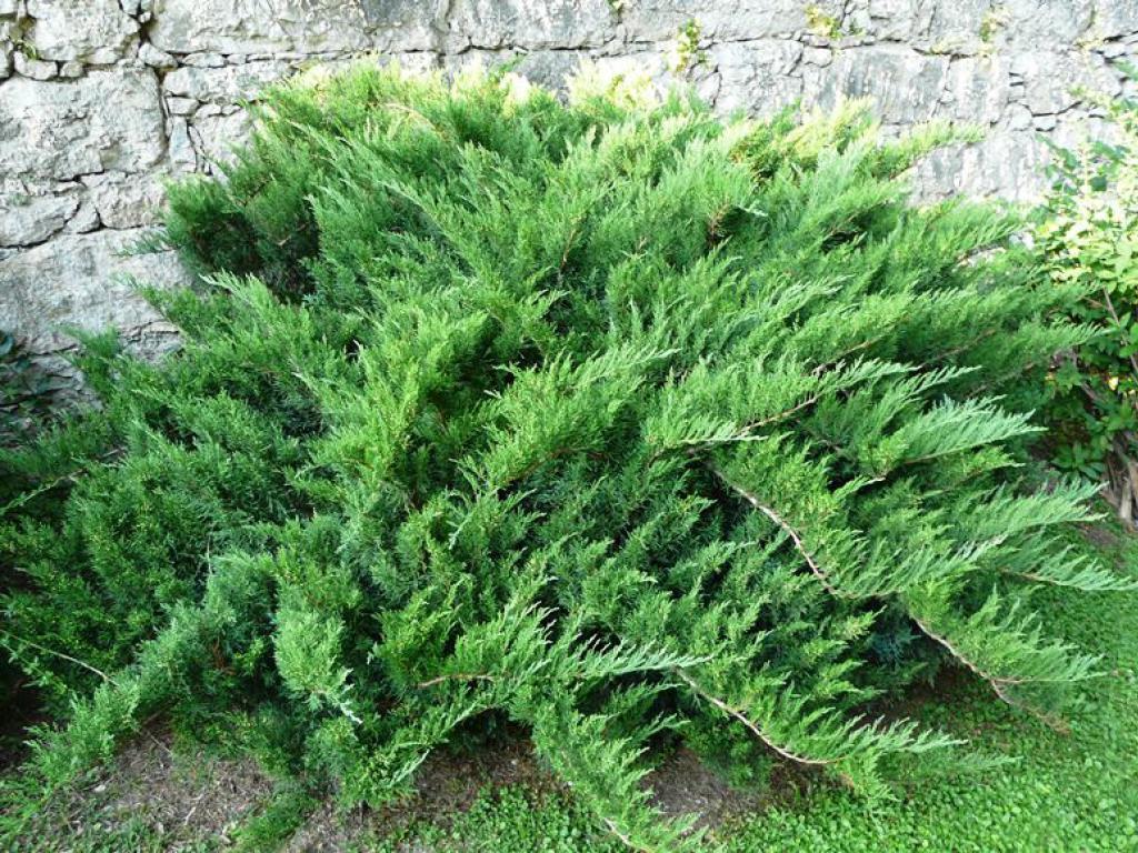 Ялівець козацький "Tamariscifolia" Тамарисцифолія d-0,9-1,00m. Фото