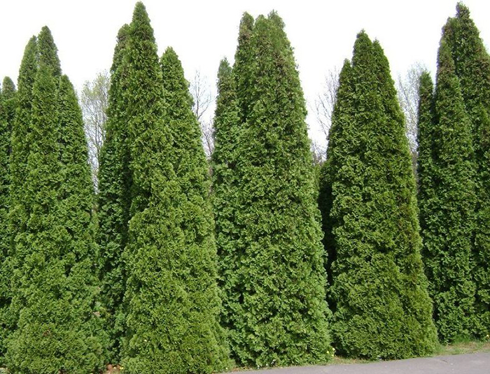 Туя західна "Columna" 1,7м-1,8м. Фото