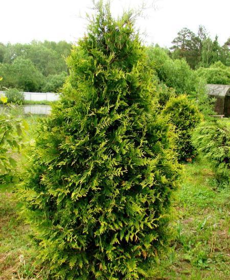Туя західна "Aureospicata" Ауреоспіката 1,90м-2,00м. Фото