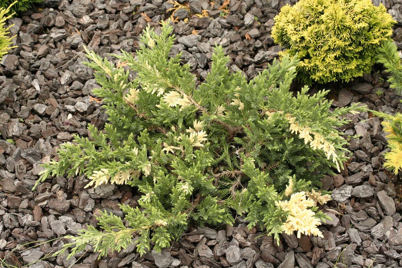 Ялівець лускатий "Expansa Variegata" Експанса Варієгата  Ø0,40м-0,60м. Фото