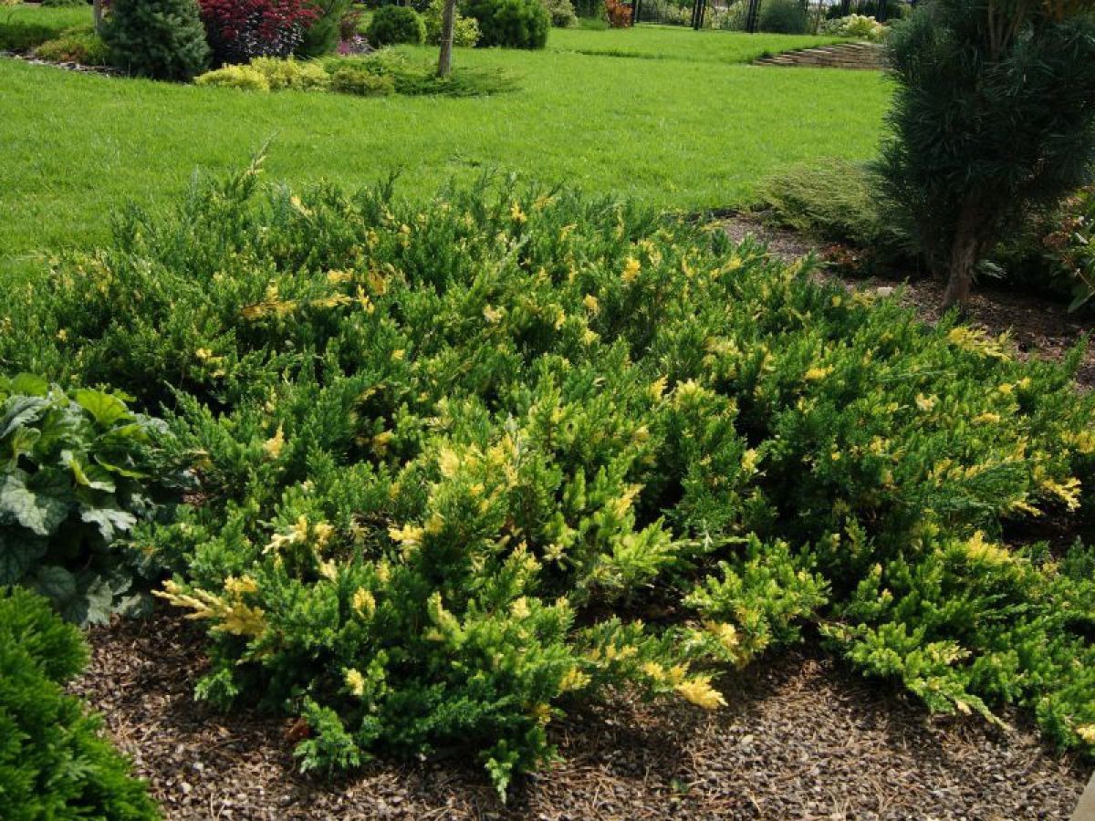 Ялівець лускатий "Expansa Variegata" Експанса Варієгата  Ø0,70м-0,80м. Фото
