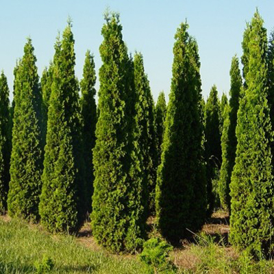 Туя західна "Columna" 1,3м-1,4м. Фото